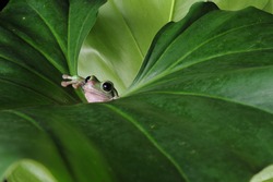  Green Tree Frog Crawling Between Leafs With Head Shot