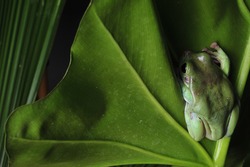  Green Tree Frog Crawling Between Leafs Back Side