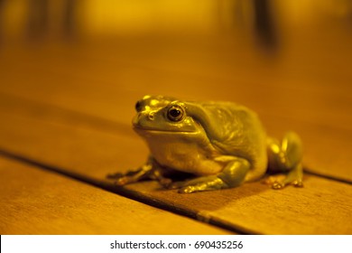 Green Tree Frog Darwin Australia 