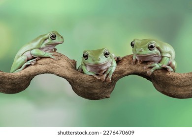 Green tree frog family on branch, tree frog front view, litoria caerulea, animals closeup - Powered by Shutterstock