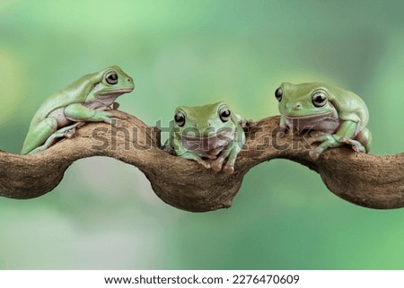 Green tree frog family on branch, tree frog front view, litoria caerulea, animals closeup