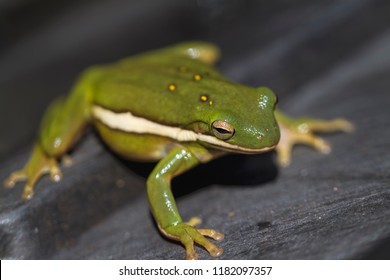 Green Tree Frog Hyla Cinerea