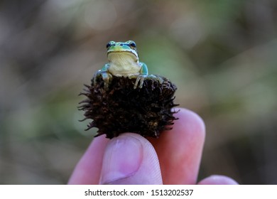 Green Tree Frog Hyla Cinerea