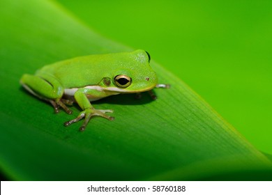 Green Tree Frog Hyla Cinerea