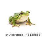 Green Tree Frog isolated on white background. Shallow DOF.