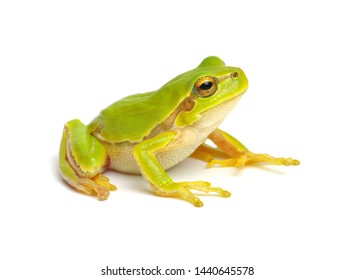 Green Tree Frog Isolated On White Background.