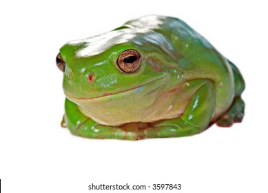 Big Green Tree Frog Isolated On Stock Photo 6671377 | Shutterstock