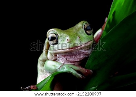Green tree frog on black background, australian tree frogs