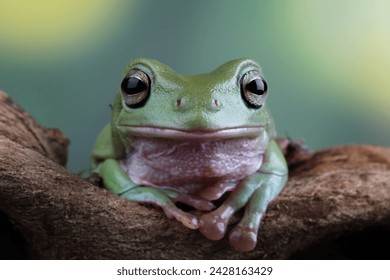 Green tree frog on a branch, tree frog front view, litoria caerulea, animals closeup - Powered by Shutterstock