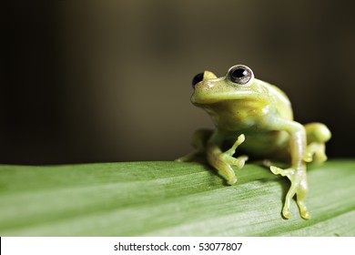 Green Tree Frog On Leaf In Tropical Amazon Rainforest Background With Copy Space