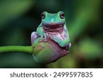 Green tree frog on a leaves, tree frog front view, litoria caerulea, animals closeup