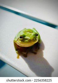 Green tree frog on a pool chair during the summer. 