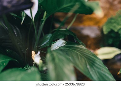 A green tree frog resting on a broad leaf among lush foliage in a tropical setting - Powered by Shutterstock