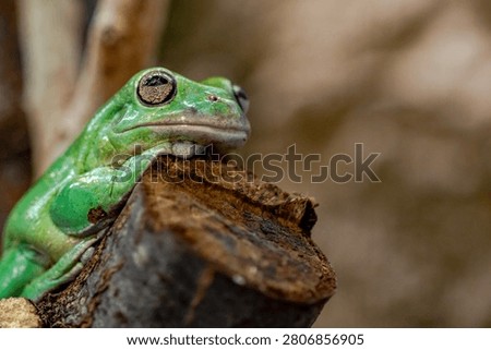 Green tree frog resting on a log -close up wildlife portrait
