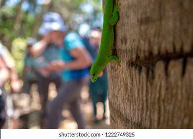 Green tree gecko found in the coastal islands of Madagascar. Nosy Komba.  - Shutterstock ID 1222749325