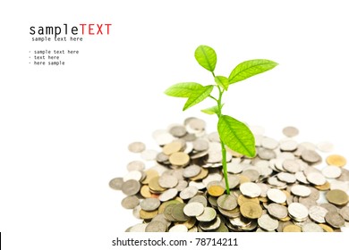 Green Tree Growing On Money Coins, Isolate On White Background