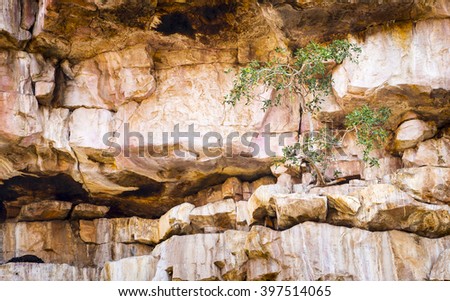 Green tree grows against the odds on a barren rocky cliff face