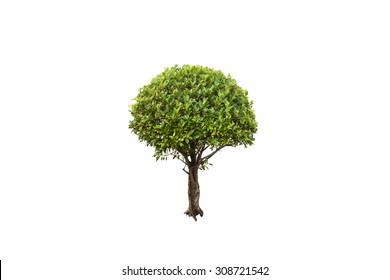 Green Tree Isolated On A White Background.