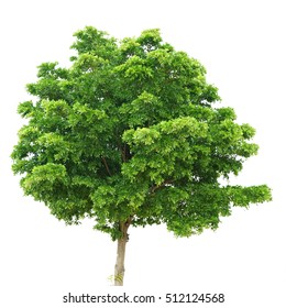 Green Tree Isolated On White Background Stock Photo 512124568 ...