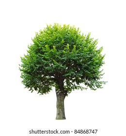 Green Tree Isolated On White