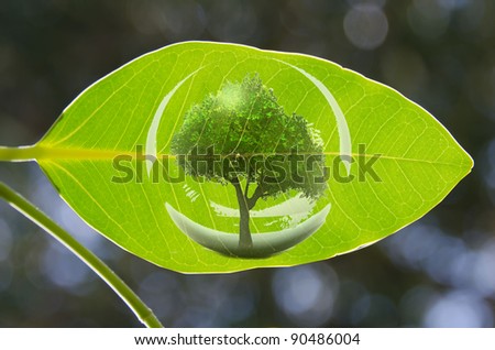 Similar – monster Leaf Green