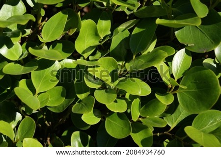 Green tree leaf background. Natural green leaf texture. 