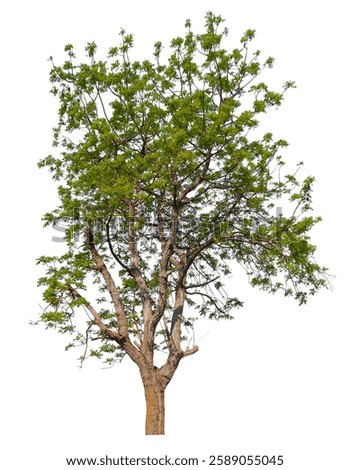 green tree leafless tree  removed original background isolated on white background with clipping path , removed original background