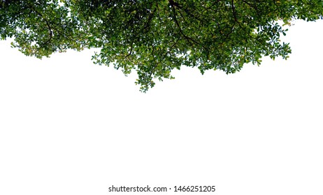 Green tree leaves and branches with raindrops isolated on white background, can be used for display or montage your products - Shutterstock ID 1466251205