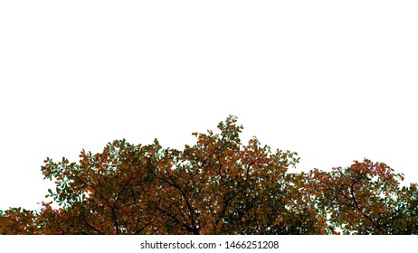 Green tree leaves and branches with raindrops isolated on white background, can be used for display or montage your products - Shutterstock ID 1466251208