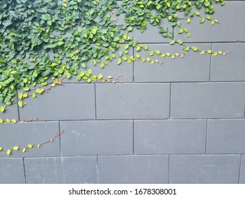 Green Tree Leaves Vine Creeps On Stock Photo 1678308001 | Shutterstock