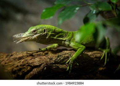 Green tree monitor eating Grasshopper