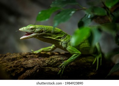 Green tree monitor eating Grasshopper
