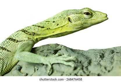 Emerald Tree Monitor Images Stock Photos Vectors Shutterstock