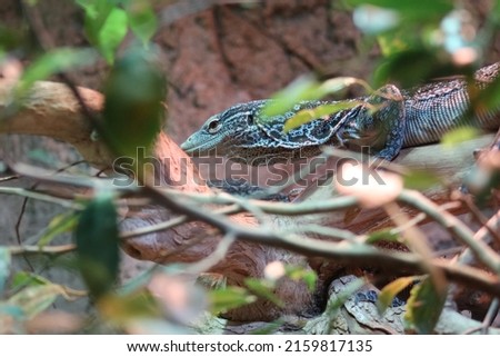 The green tree monitor lizard has a shape and size that is almost the same as the blue tree monitor lizard, the overall body length reaches 75-100 cm. 