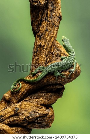 The Green Tree Monitor (Varanus prasinus) or Emerald Tree Monitor is a monitor lizard native to Papua Indonesia and Papua New Guinea.