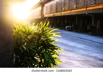 Green Tree With Morning Light, Quiet Time On Holiday At Home, Sunrise In The Morning