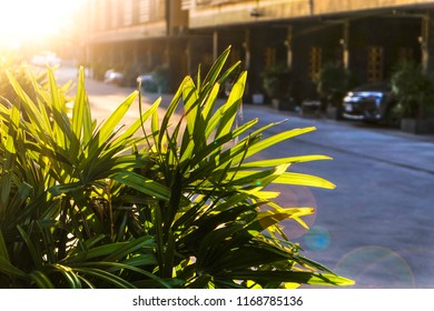 Green Tree With Morning Light, Quiet Time On Holiday At Home, Sunrise In The Morning