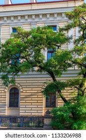 green tree on a background of stools of a building on a city street