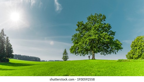 Green tree on on a green meadow - Shutterstock ID 1930592558