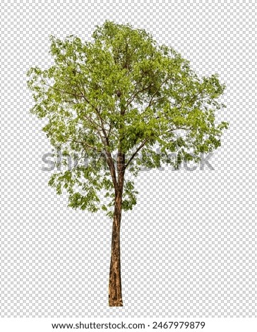 Green tree on transparent background with clipping path, single tree with clipping path and alpha channel 