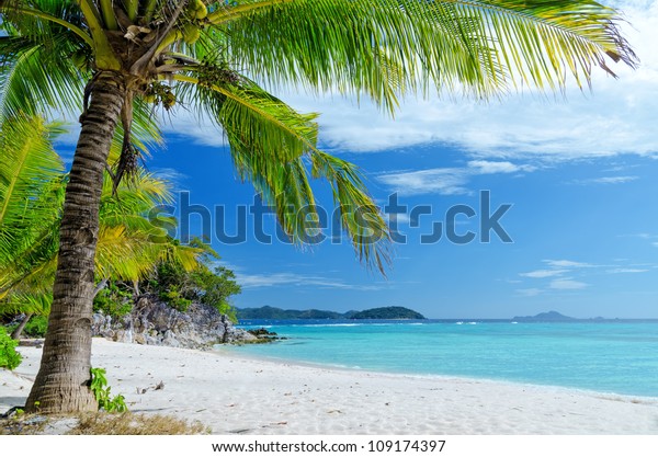 Green Tree On White Sand Beach Stock Photo 109174397 | Shutterstock