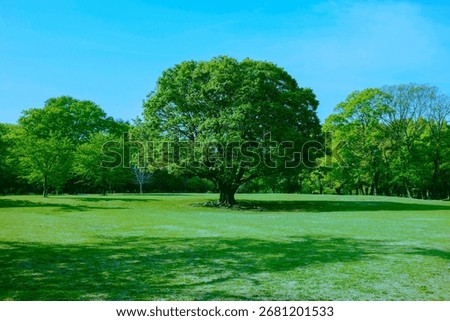 Green Tree in the park