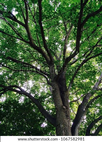 Foto Bild grün. Umwelt Natur Herbst