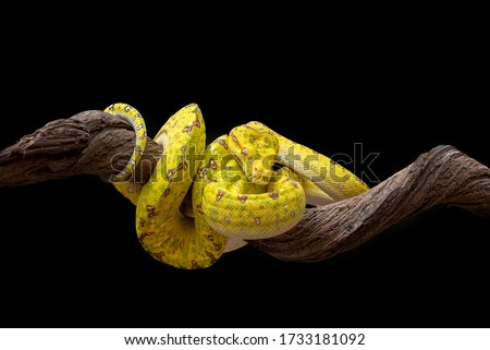 green tree phyton with black background