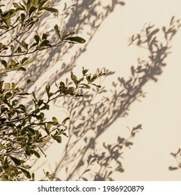 Green Tree Plant Leaves And Sunlight Shadows On Neutral Beige Wall. Aesthetic Floral Shadow Silhouette Background