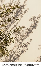 Green Tree Plant Leaves And Sunlight Shadows On Neutral Beige Wall. Aesthetic Floral Shadow Silhouette Background