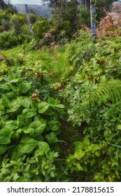 Green tree plants in the mountains with lush greenery and foliage. Closeup landscape view of biodiverse nature scenery with lush vegetation growing in the wild forest of La Palma, Canary Islands
