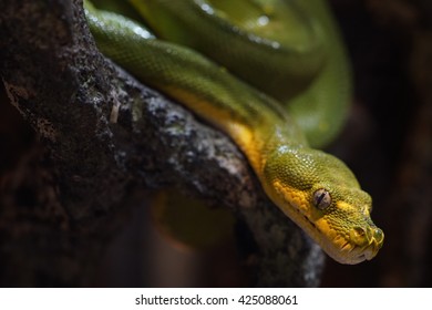 green tree python
