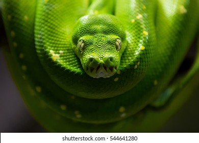 Green Tree Python