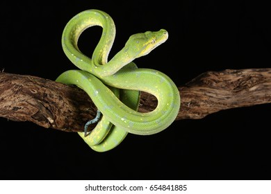 Green Tree Python